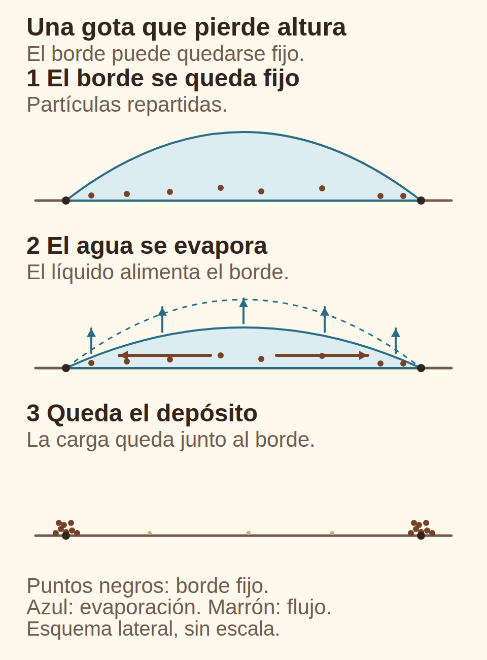 Tres cortes laterales de una gota: borde fijo, descenso de la altura con evaporación y transporte hacia fuera, y depósito concentrado en los extremos.